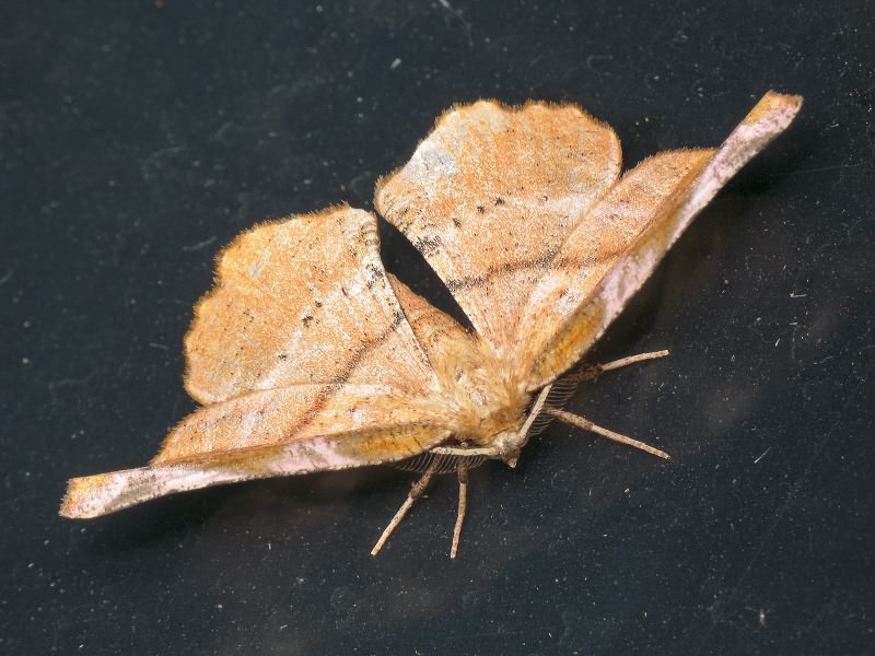 Apeira syringaria (Linnaeus, 1758)